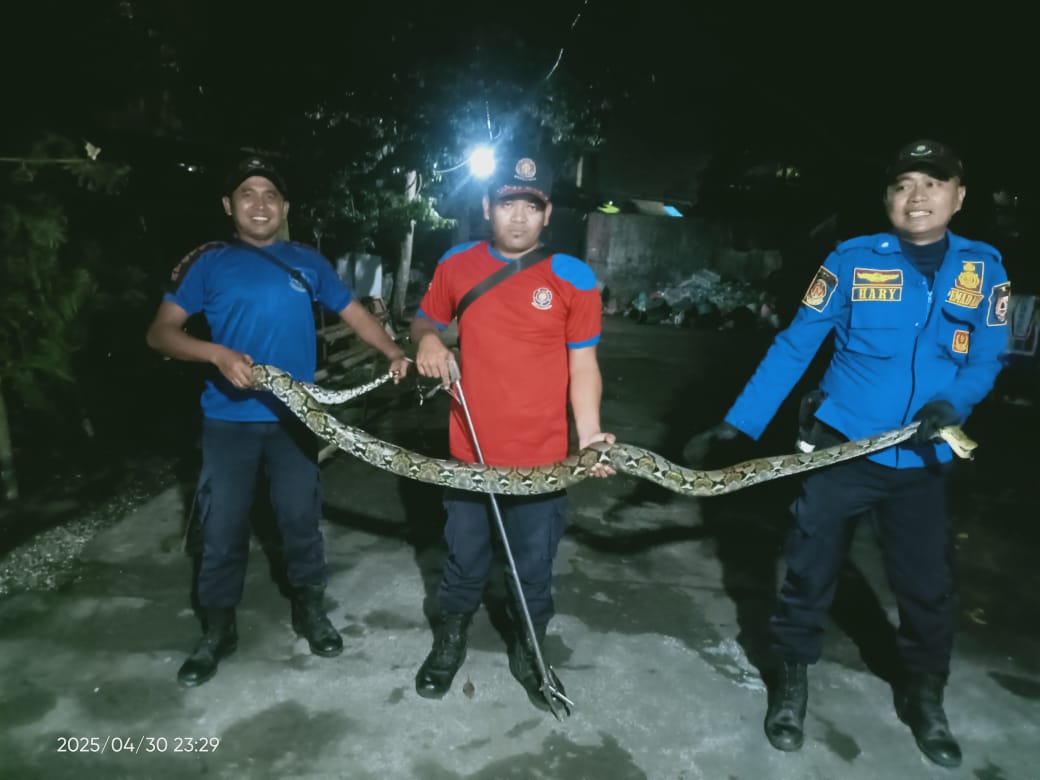 dini-hari-ular-piton-sepanjang-hampir-4-meter-masuk-rumah-warga-mangli