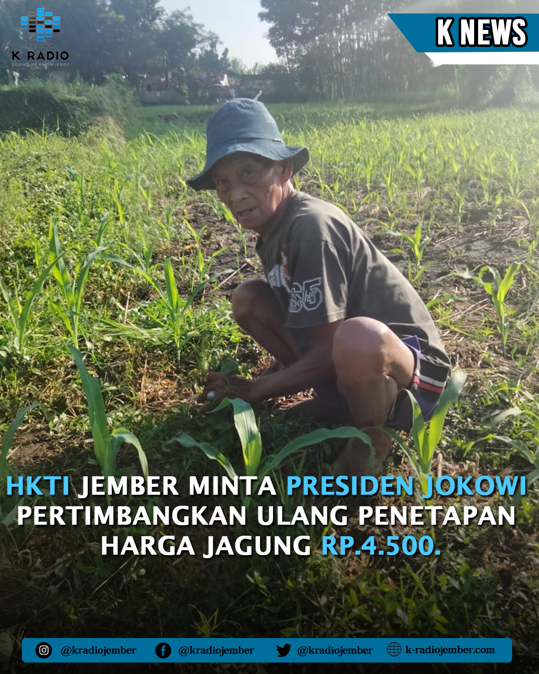 hkti-jember-minta-presiden-jokowi-pertimbangkan-ulang-penetapan-harga-jagung-rp4500