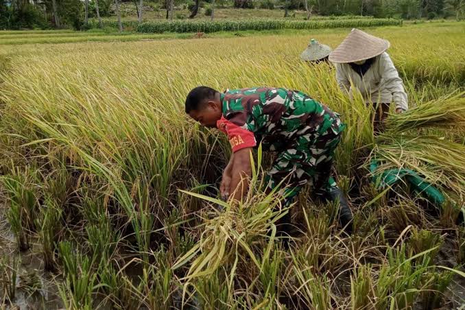 kejar-swasembada-pangan-tphp-jember-target-luasan-tanam-205-ribu-hektar