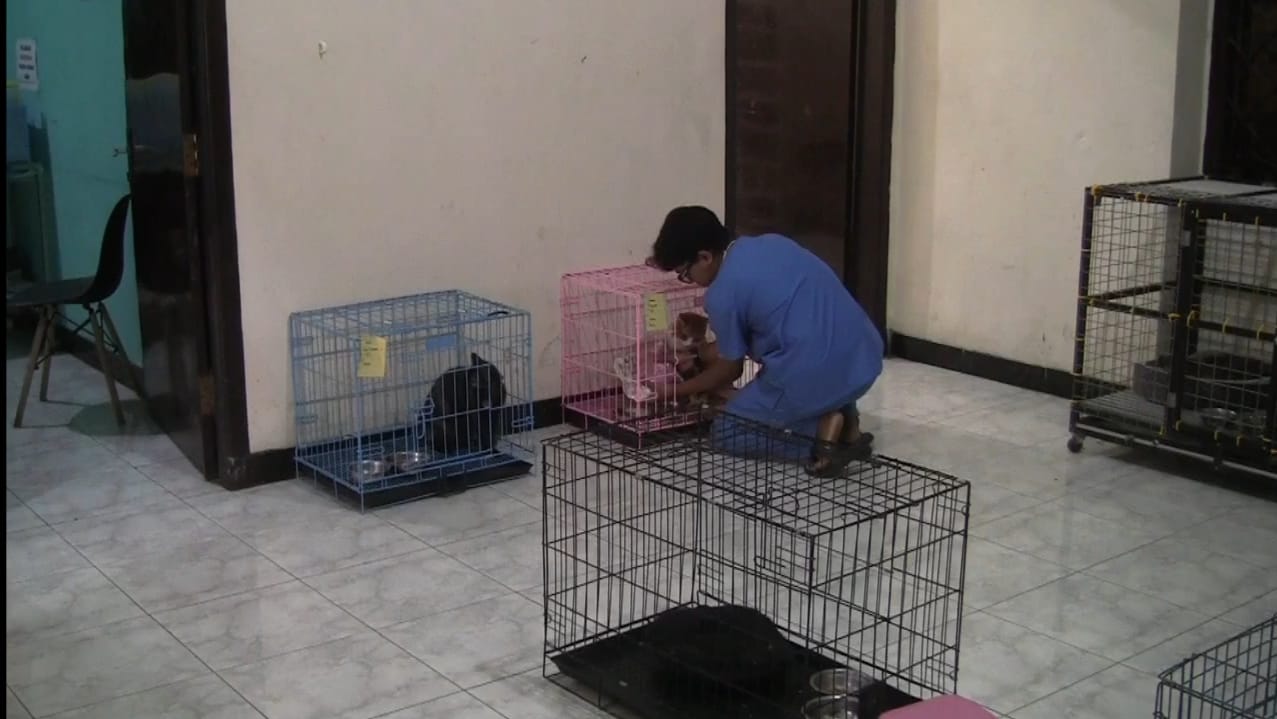 penitipan-hewan-jadi-rumah-aman-hewan-kesayangan-saat-mudik