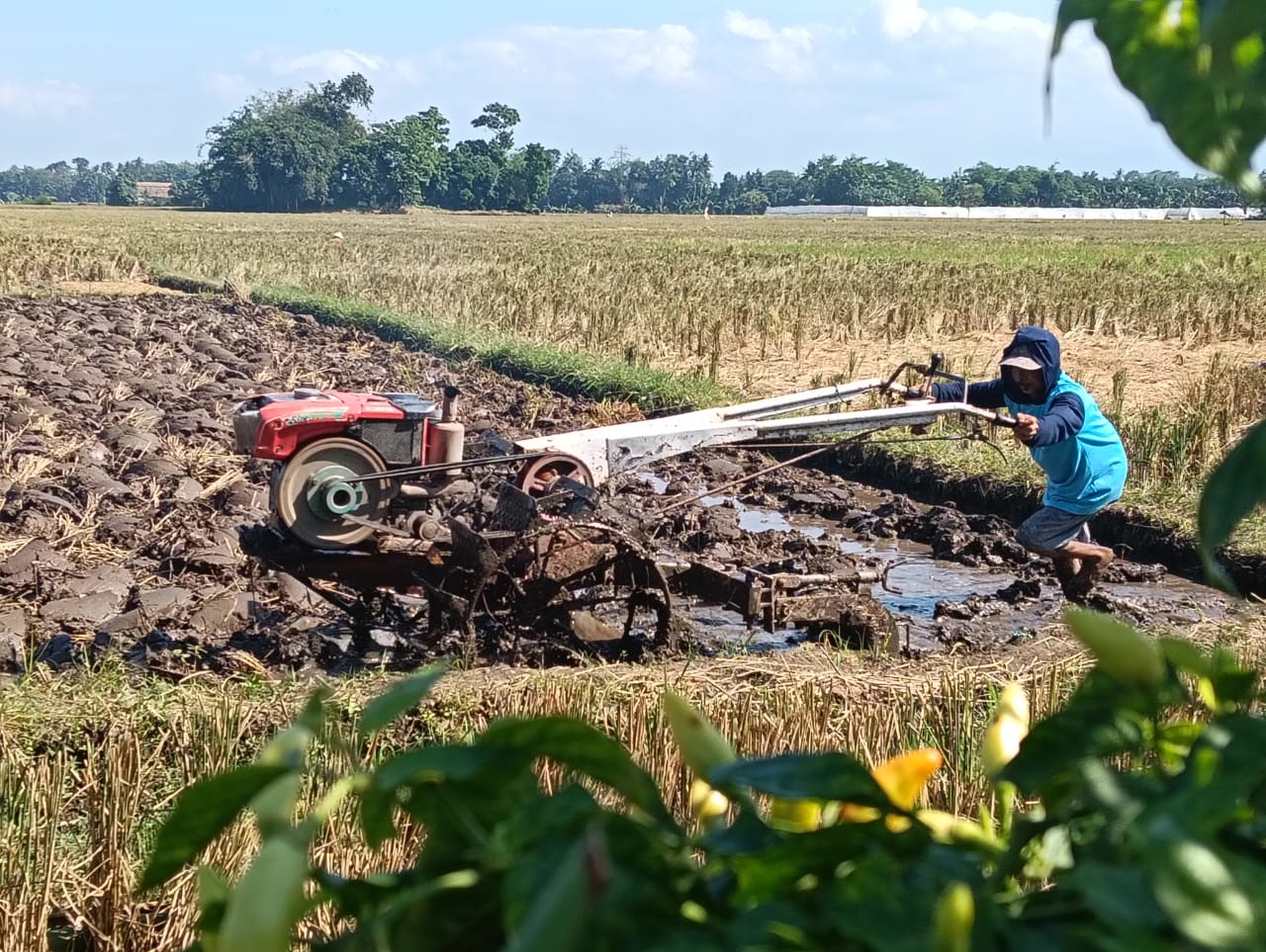 lp2b-di-jember-bertambah-373-hektar-bupati-fawait-tegaskan-keberpihakan-pada-pertanian