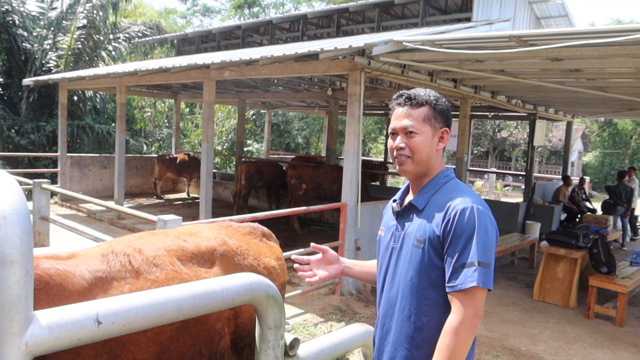 pakar-unej-sebut-sapi-terjangkit-pmk-bisa-disembuhkan-masyarakat-tak-perlu-panik