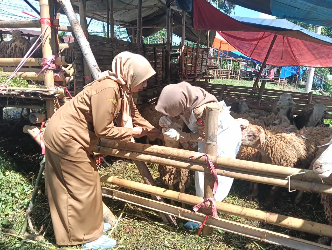 sidak-lapak-hewan-kurban-petugas-temukan-kambing-sakit-mata
