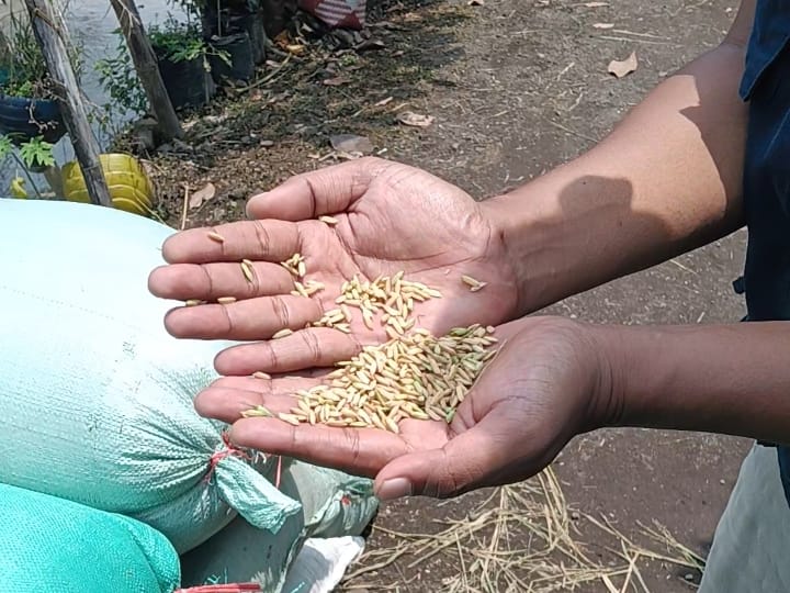 wujudkan-swasembada-pangan-bulog-jember-siap-gandeng-koperasi-merah-putih