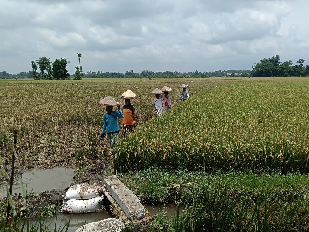 produksi-beras-jember-tahun-2024-meningkat-mencapai-359-ribu-ton