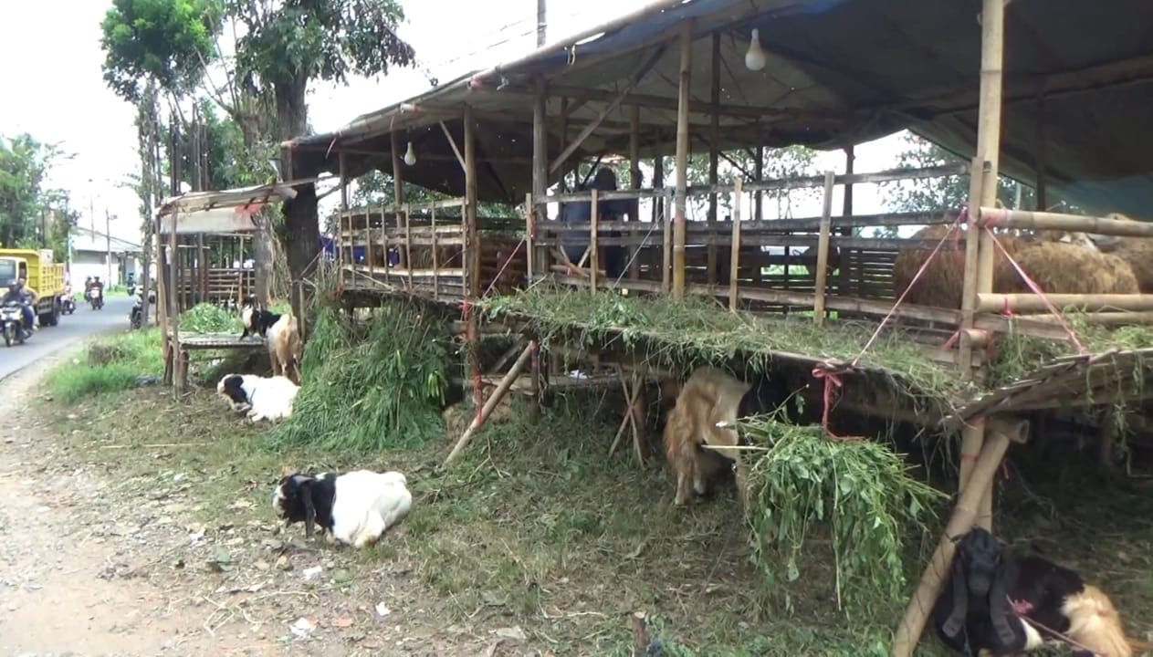 harga-kambing-turun-pembeli-tetap-lesu