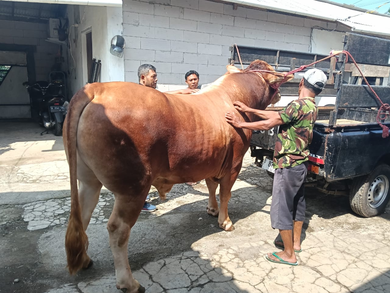 hewan-kurban-laris-manis-peternak-jember-siap-kirim-ke-luar-kota