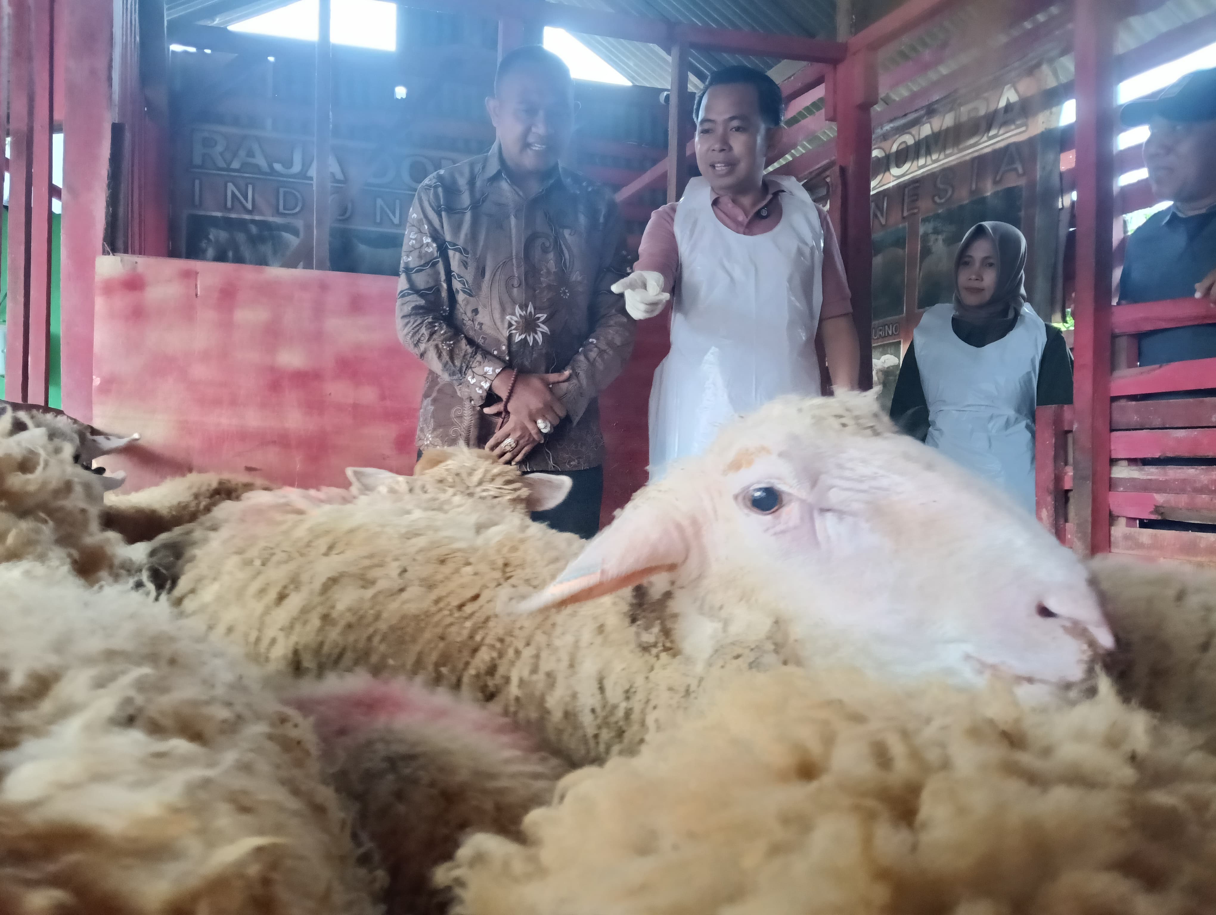 desa-domba-solusi-jember-dongrak-ekonomi-warga-miskin-ekstrem