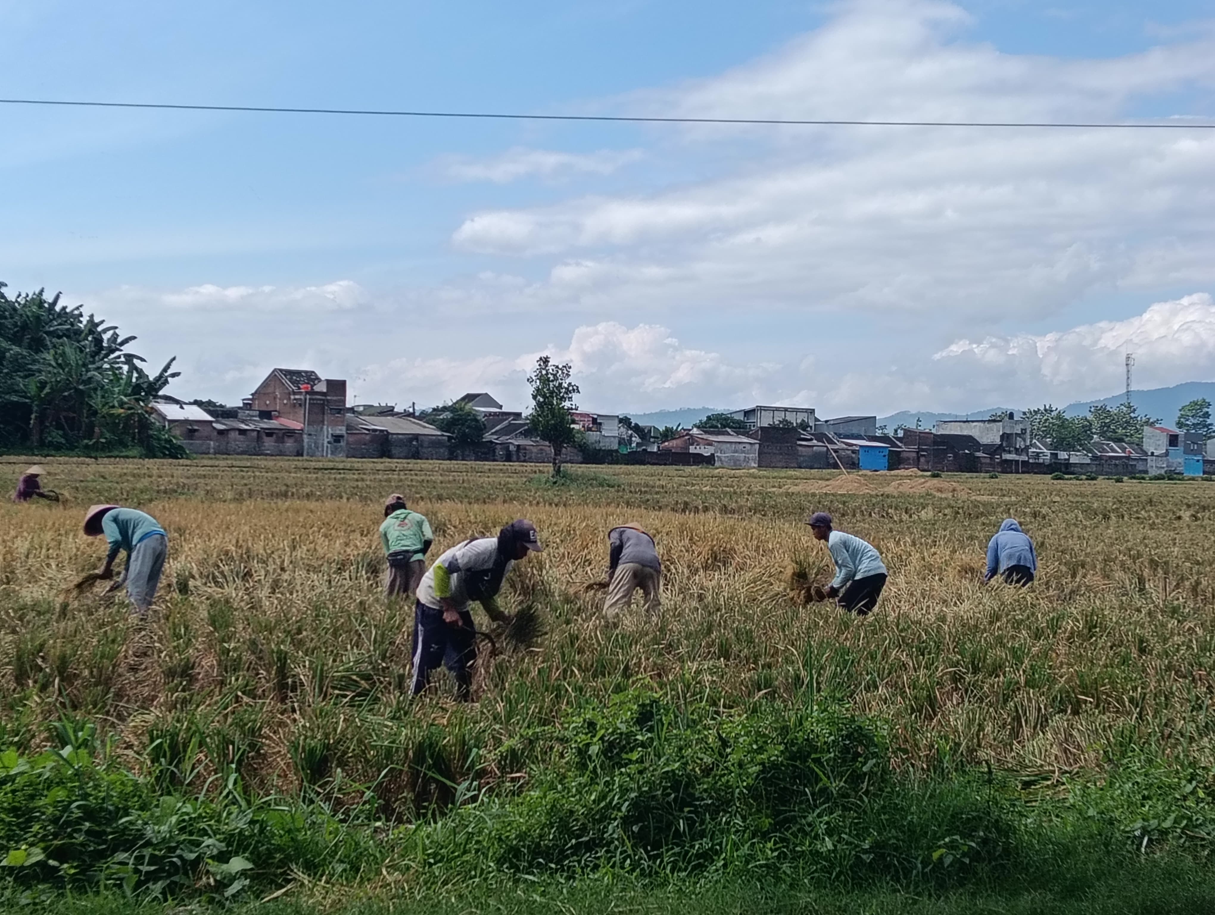 lampaui-target-serapan-gabah-bulog-jember-tembus-98-ribu-ton